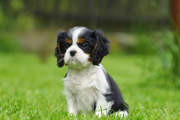 Cavalier king charles