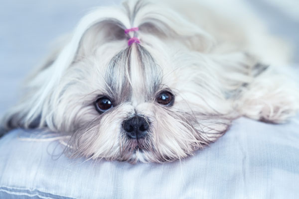 Shih-tzu